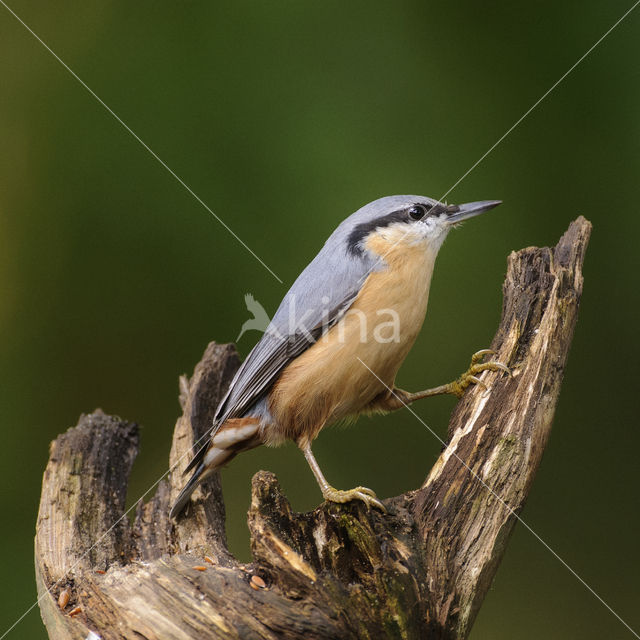 Europese Boomklever (Sitta europaea)