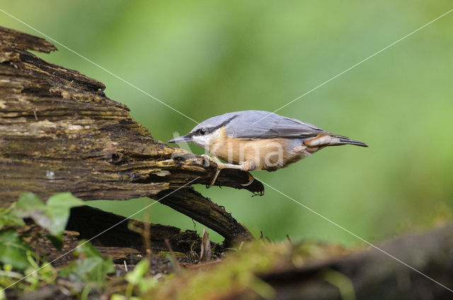 Europese Boomklever (Sitta europaea)