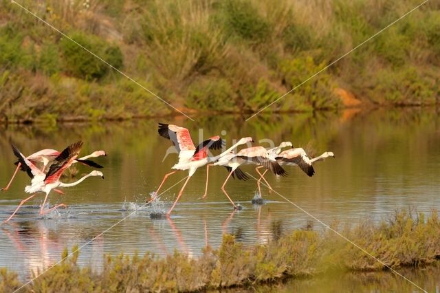 Flamingo (Phoenicopterus ruber)