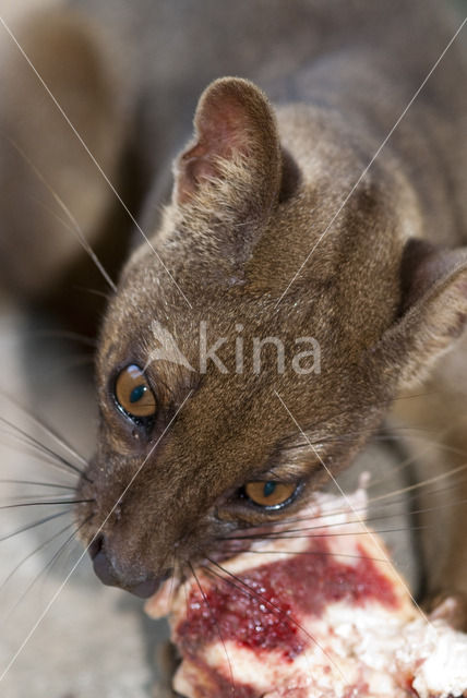Malagasy civet (Fossa fossana)