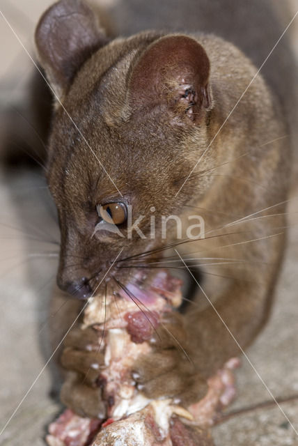 Fossa fossana