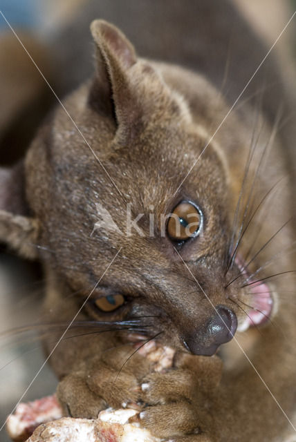 Malagasy civet (Fossa fossana)