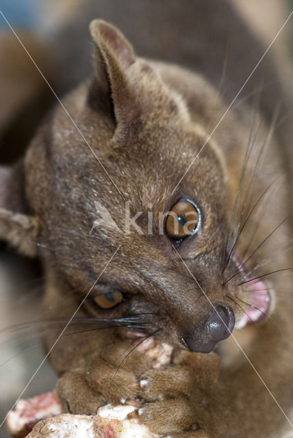 Fossa fossana