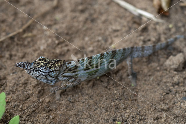 Furcifer rhinoceratus