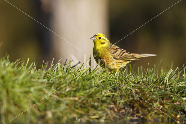 Geelgors (Emberiza citrinella)