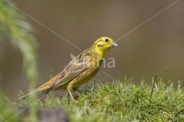 Yellowhammer (Emberiza citrinella)