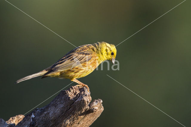 Geelgors (Emberiza citrinella)