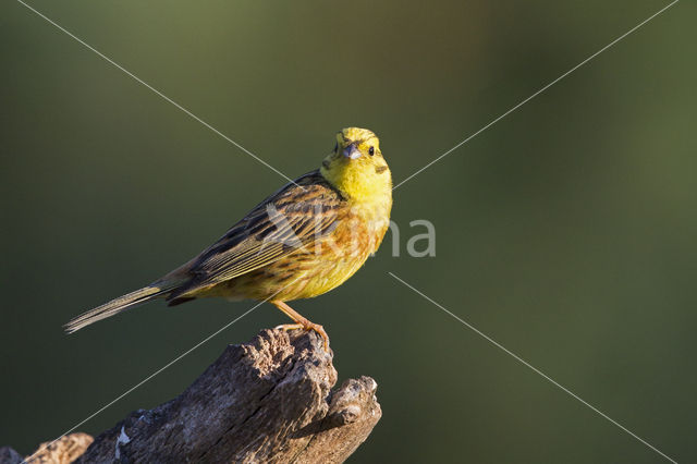 Yellowhammer (Emberiza citrinella)