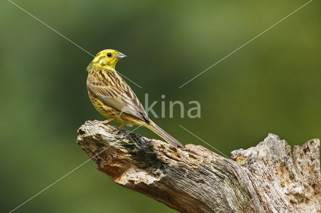 Geelgors (Emberiza citrinella)