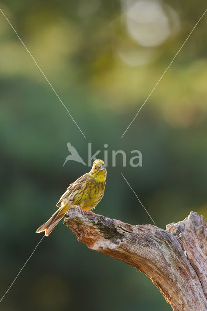 Yellowhammer (Emberiza citrinella)