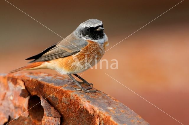 Common Redstart (Phoenicurus phoenicurus)