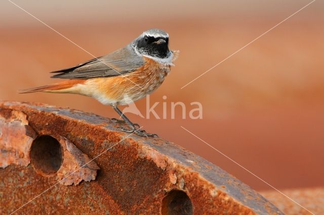 Common Redstart (Phoenicurus phoenicurus)