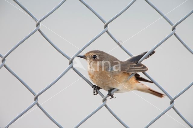 Gekraagde Roodstaart (Phoenicurus phoenicurus)