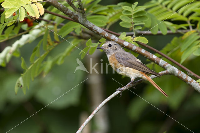 Common Redstart (Phoenicurus phoenicurus)