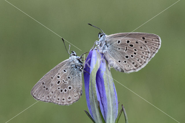 Alcon Blue (Maculinea alcon)