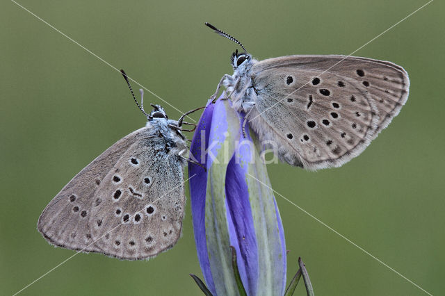 Gentiaanblauwtje (Maculinea alcon)