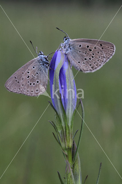 Alcon Blue (Maculinea alcon)