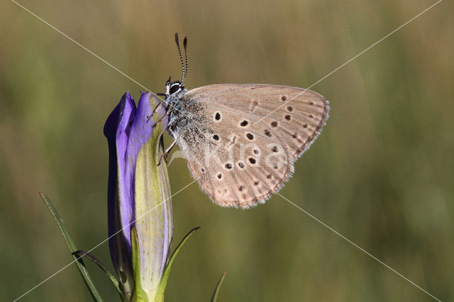 Gentiaanblauwtje (Maculinea alcon)