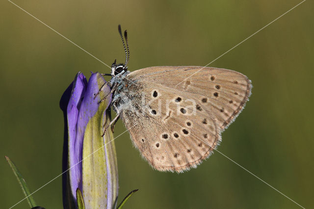 Alcon Blue (Maculinea alcon)