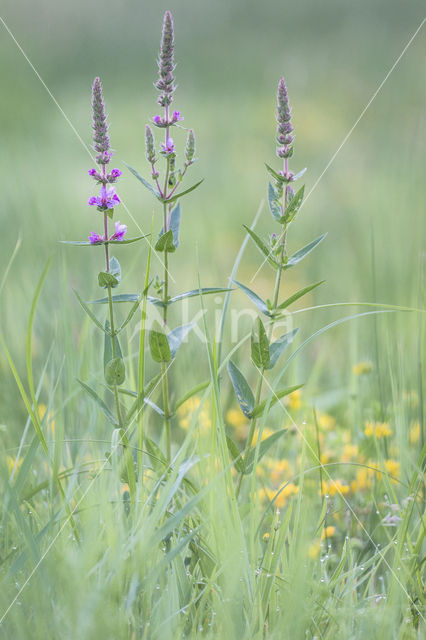 Gewone kattenstaart (Lythrum salicaria)