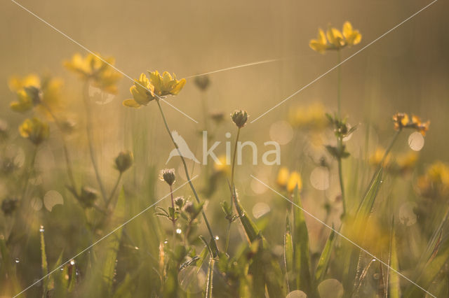 Common Birdsfoot-trefoil (Lotus corniculatus)