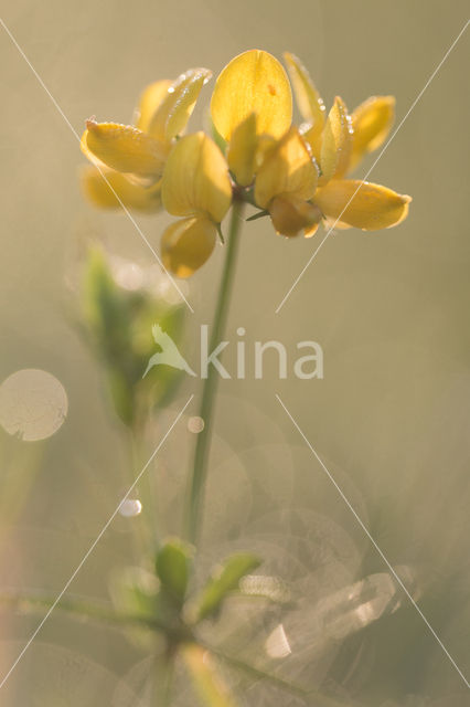 Gewone rolklaver (Lotus corniculatus)