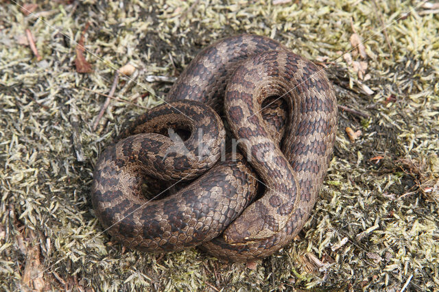 Smooth Snake (Coronella austriaca)