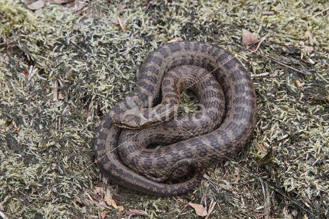 Gladde slang (Coronella austriaca)