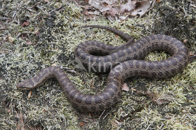 Smooth Snake (Coronella austriaca)