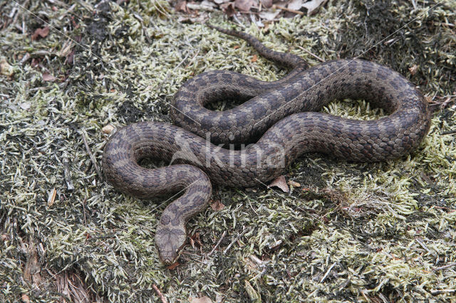 Smooth Snake (Coronella austriaca)