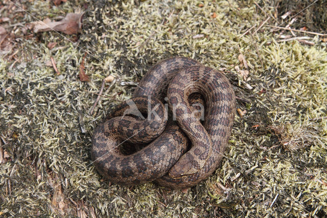 Smooth Snake (Coronella austriaca)