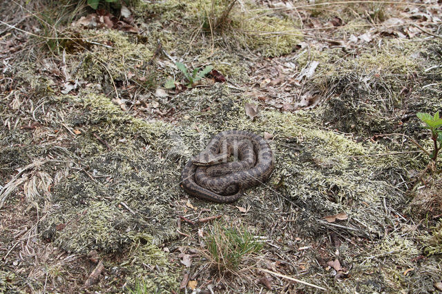 Gladde slang (Coronella austriaca)