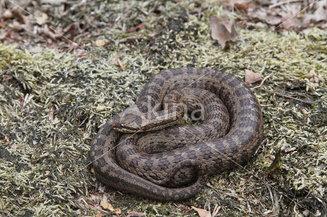 Gladde slang (Coronella austriaca)