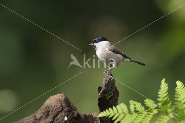 Glanskop (Parus palustris)