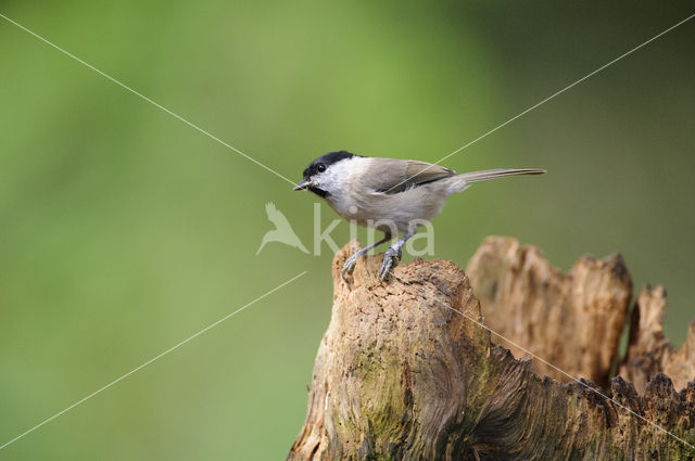 Glanskop (Parus palustris)