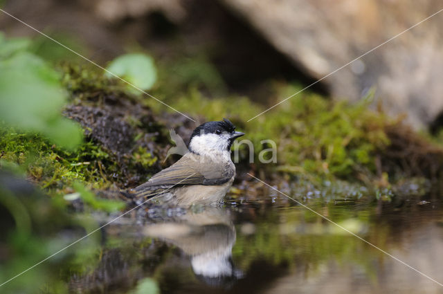 Marsh Tit (Parus palustris)