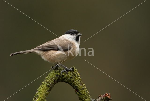 Glanskop (Parus palustris)