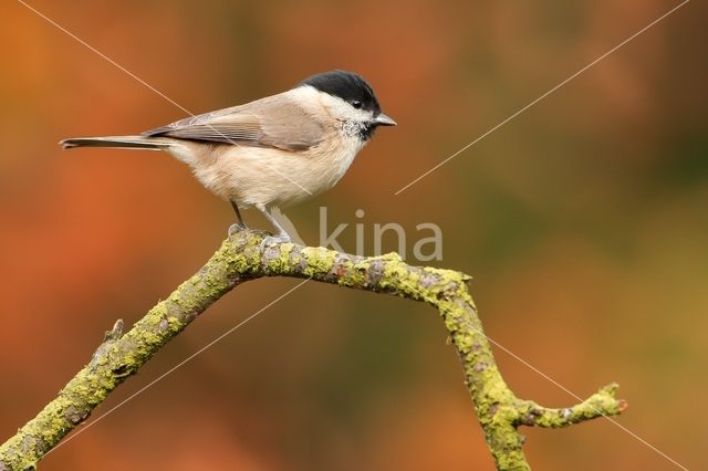 Glanskop (Parus palustris)