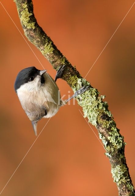 Glanskop (Parus palustris)