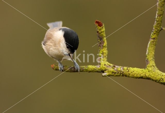 Glanskop (Parus palustris)