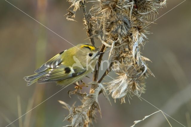 Goldcrest (Regulus regulus)