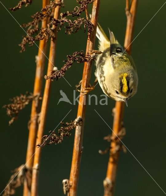 Goldcrest (Regulus regulus)