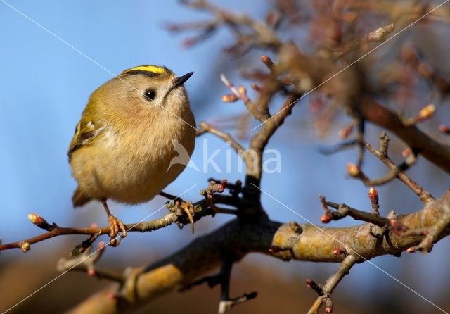 Goldcrest (Regulus regulus)