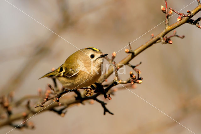 Goldcrest (Regulus regulus)