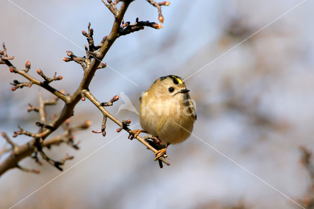 Goldcrest (Regulus regulus)