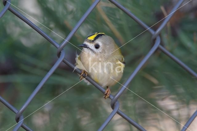 Goldcrest (Regulus regulus)