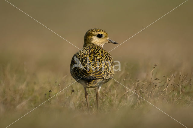 Goudplevier (Pluvialis apricaria)