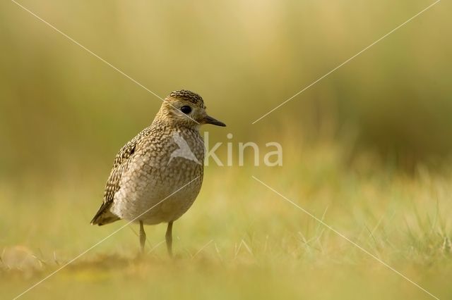 Goudplevier (Pluvialis apricaria)