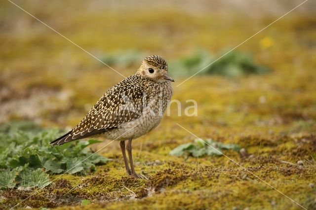 Goudplevier (Pluvialis apricaria)