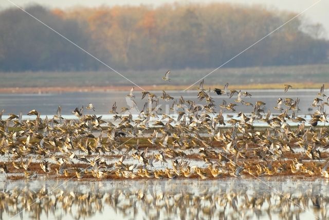 Golden Plover (Pluvialis apricaria)